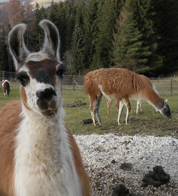 Kaj vse človek sreča v gorah?