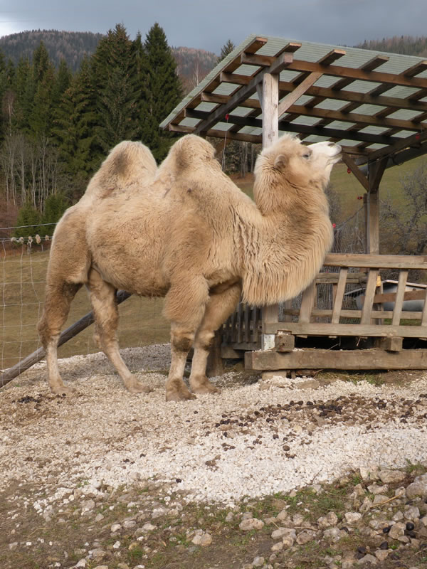 Tudi kamelo se najde