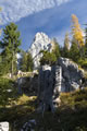 Fieberhorn
