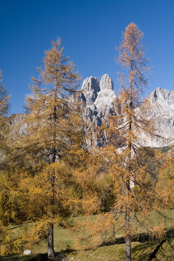Bischofsm�tze