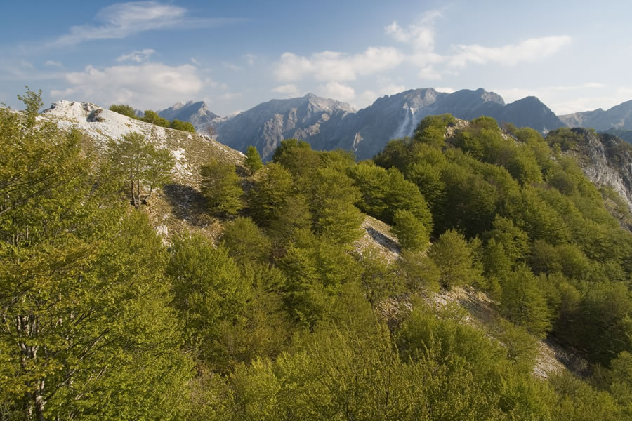 M. Tambura, M. Focoletta