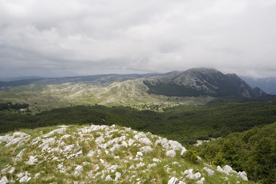 Osljar
