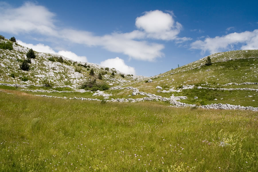 Čabulja