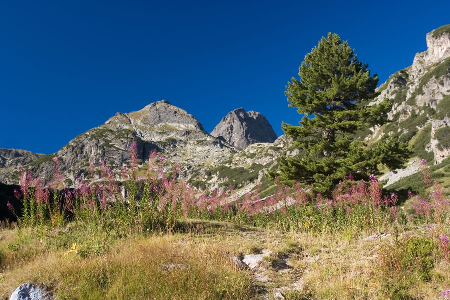 Malyovica