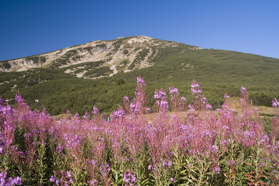Bezbog