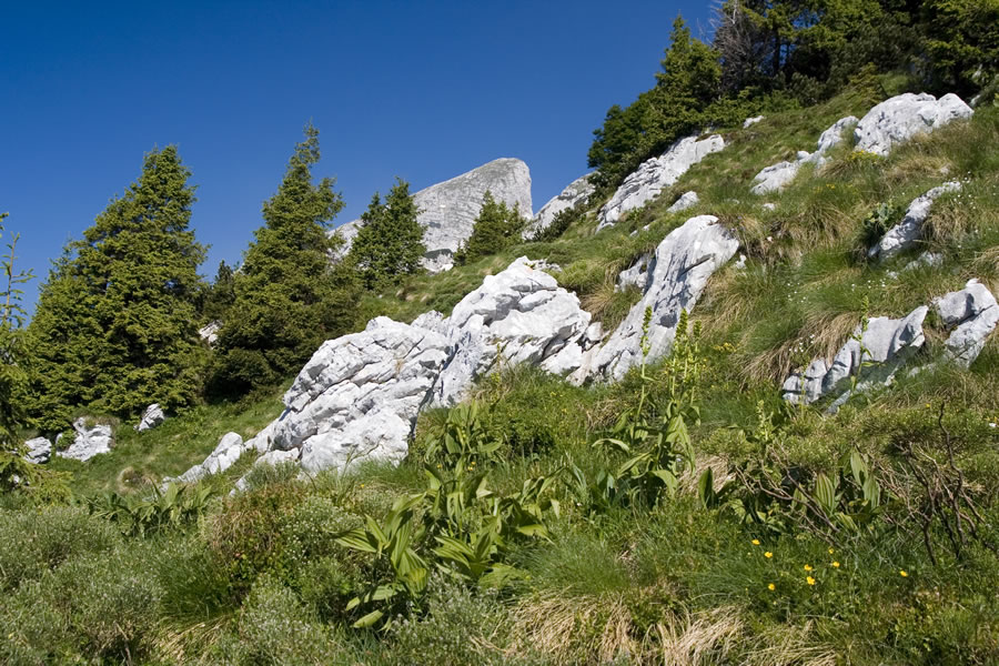 V. Babanski Škedenj