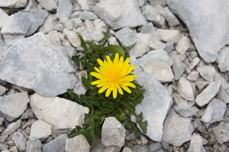 �Ko bom velik, bom solata.�