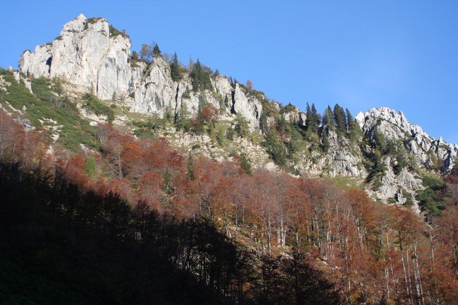 Ljubeljščica