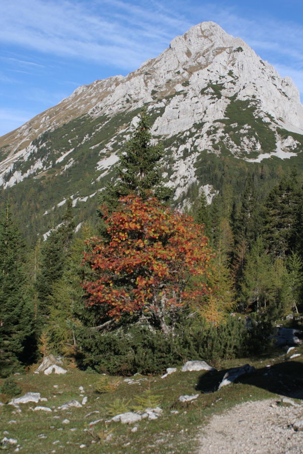 Vrtača