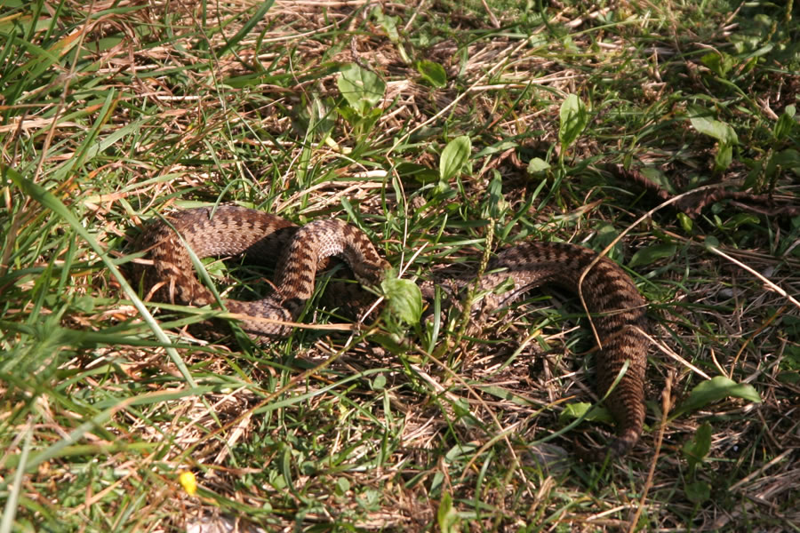 Joj, si me ustrašila.
