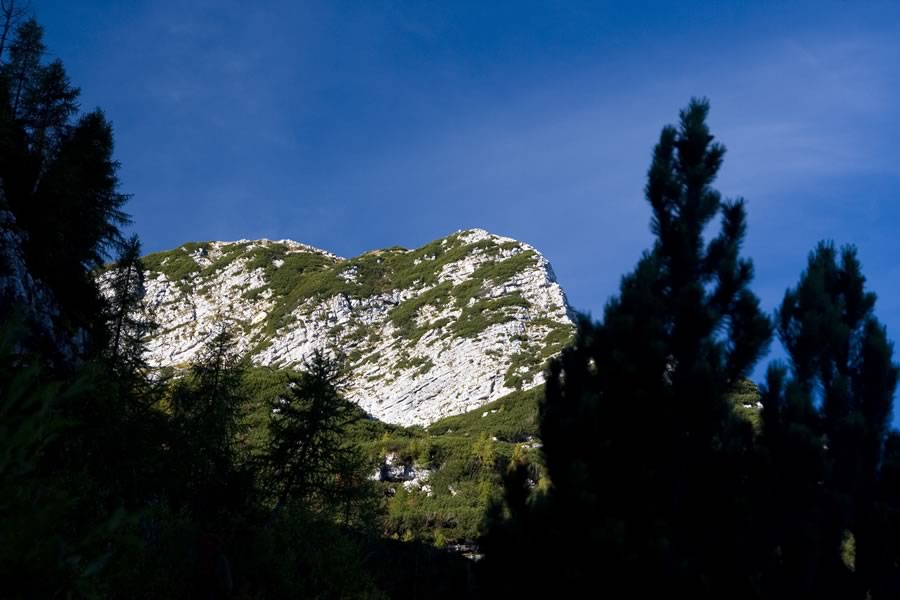 Šmohor
