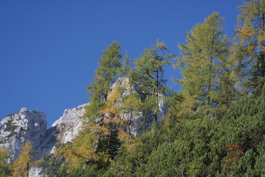 Tičarica