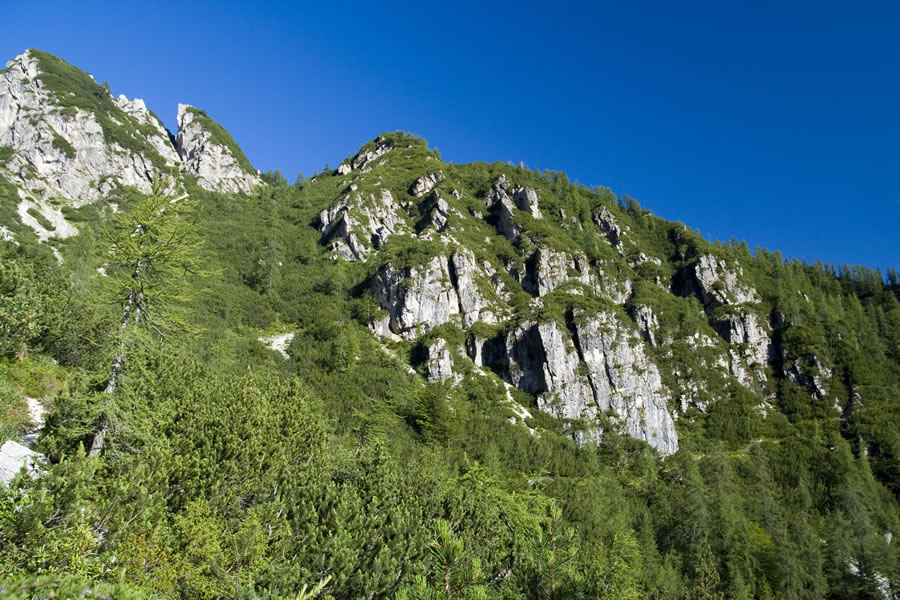 Kurji vrh