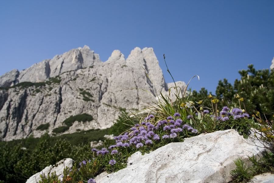Visoka Bela špica