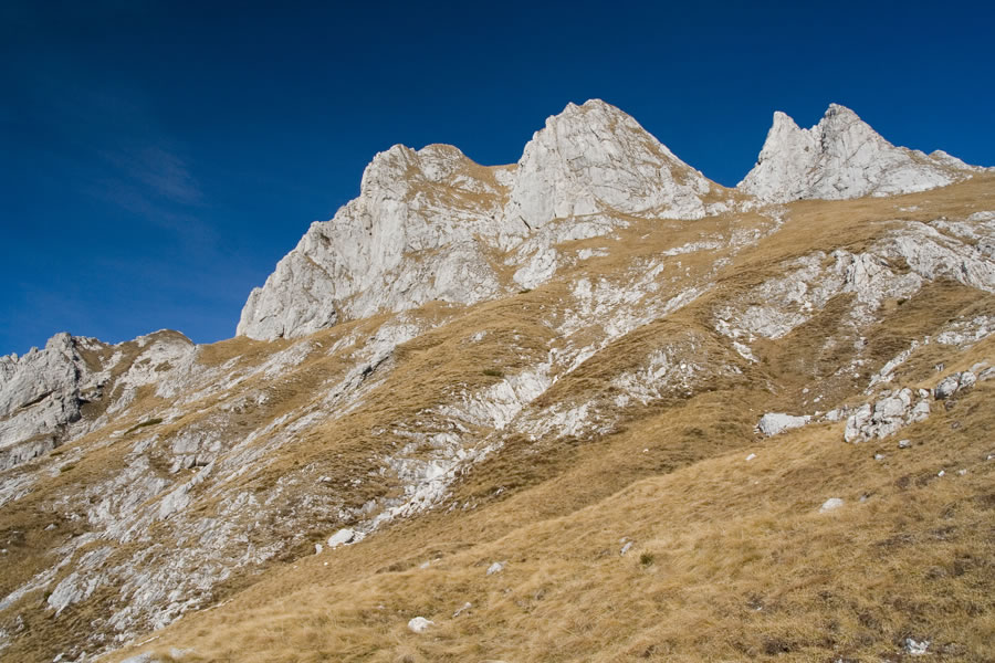 Male špice