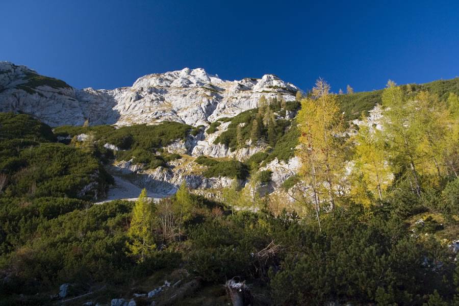 Debeli vrh