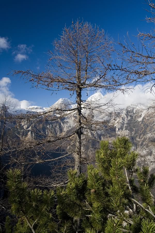 Dolkova špica, Škrlatica