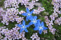 Pod Travnikom