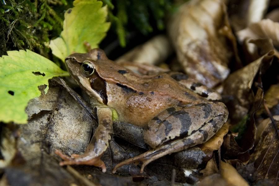 Žaba. Poimenovali smo jo Berta.