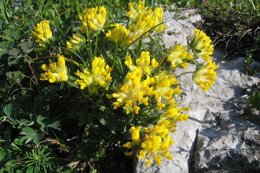 Alpski ranjak