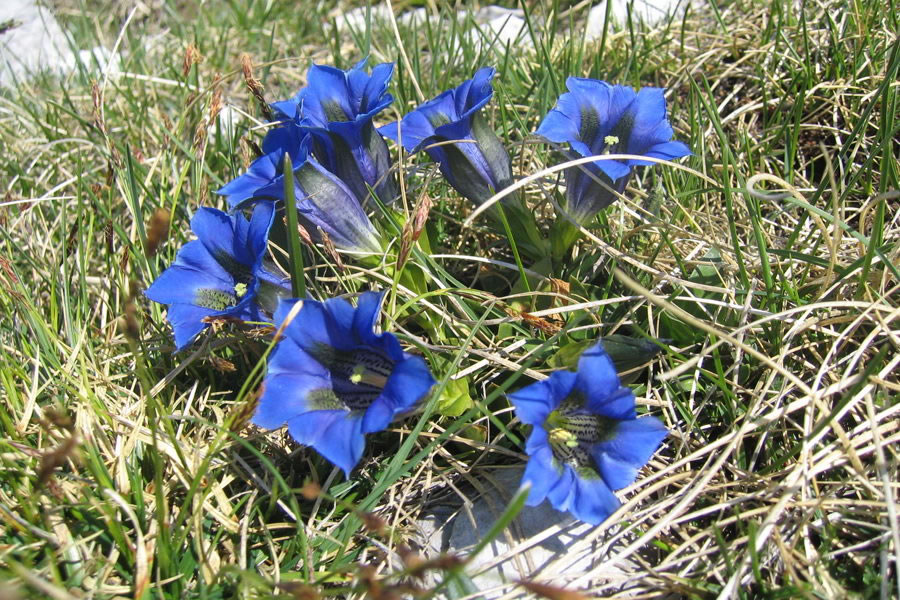 Clusijev svišč