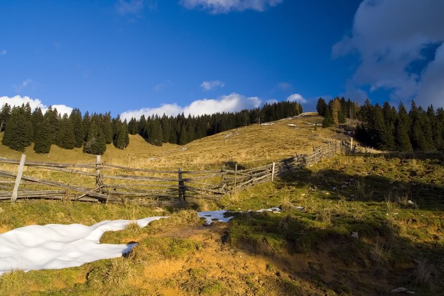 Popoldanski Javornik