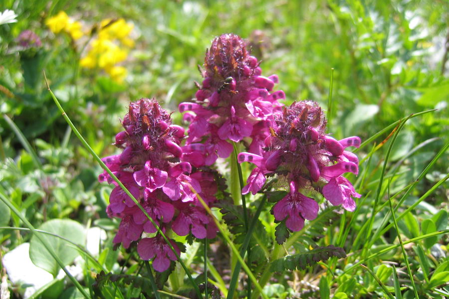 Vretenčasti ušivec