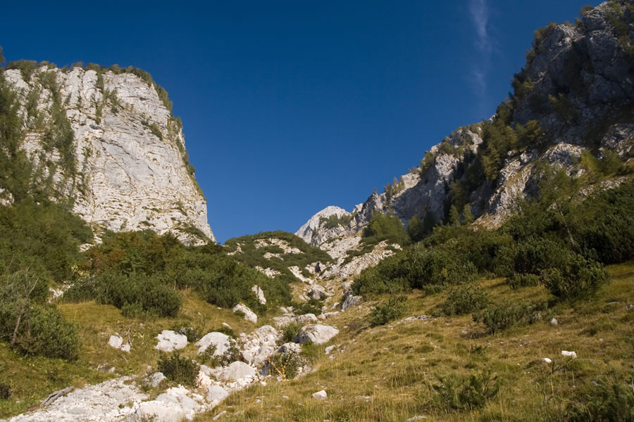 Proti krnici Med plazmi