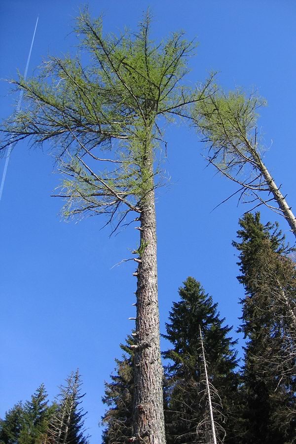 Planina Dolga njiva