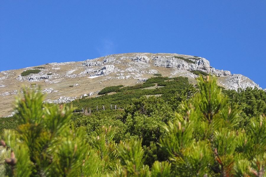 Tolsta Košuta