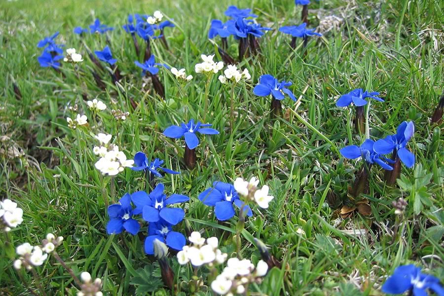 Nizki svišč
