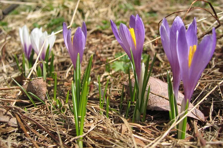 Žafran