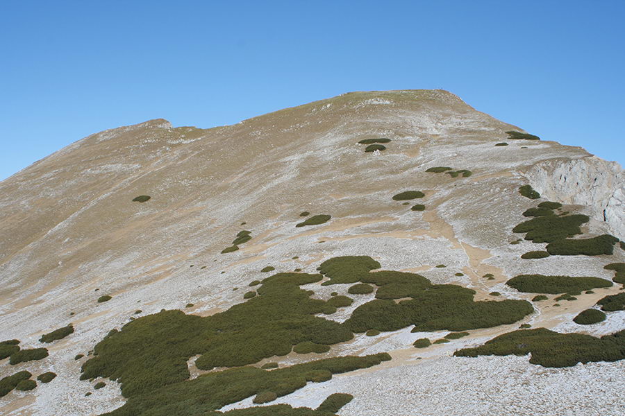 Vajnež