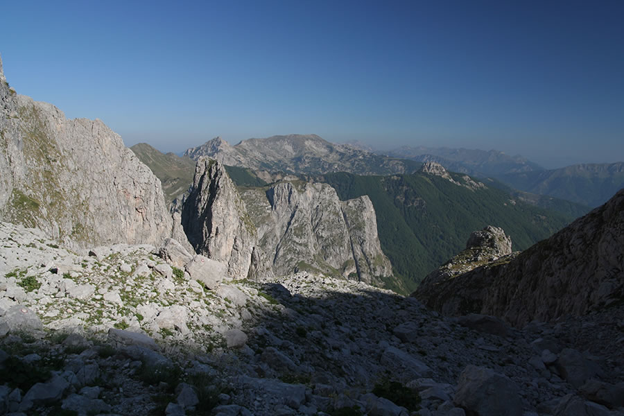 Krošnja