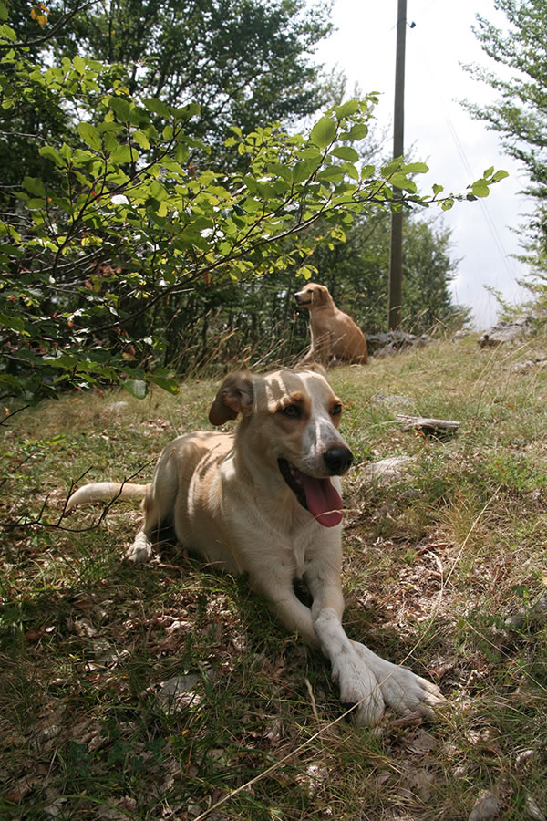 Sirota, ki je kljub zlomljeni nogi v obupu iskanja doma šla z nama na vrh in nazaj