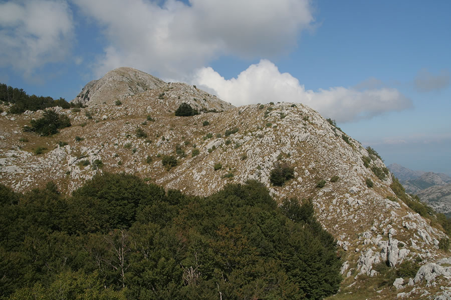 Vršni greben