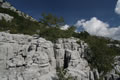 Platoji