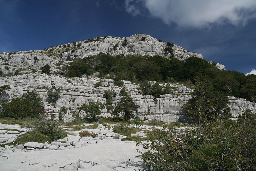 Subra