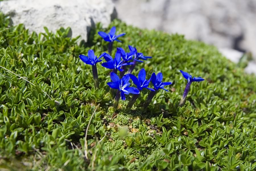Stodertaler Klettersteig