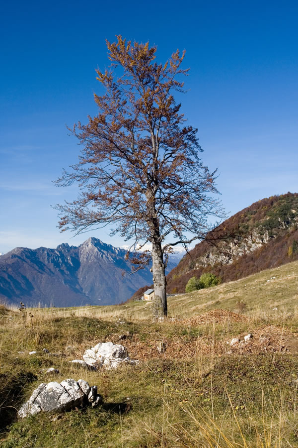 Na planini Boffetal