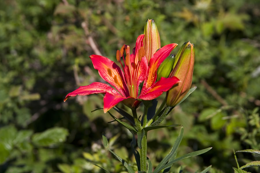 Lilija