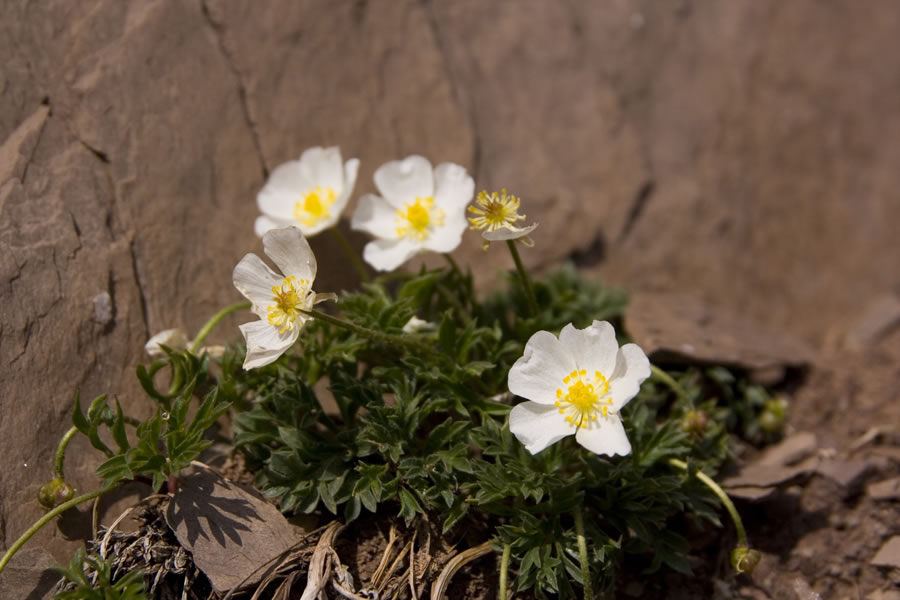 Ob poti proti Riffugio Pas de S. Nicolo