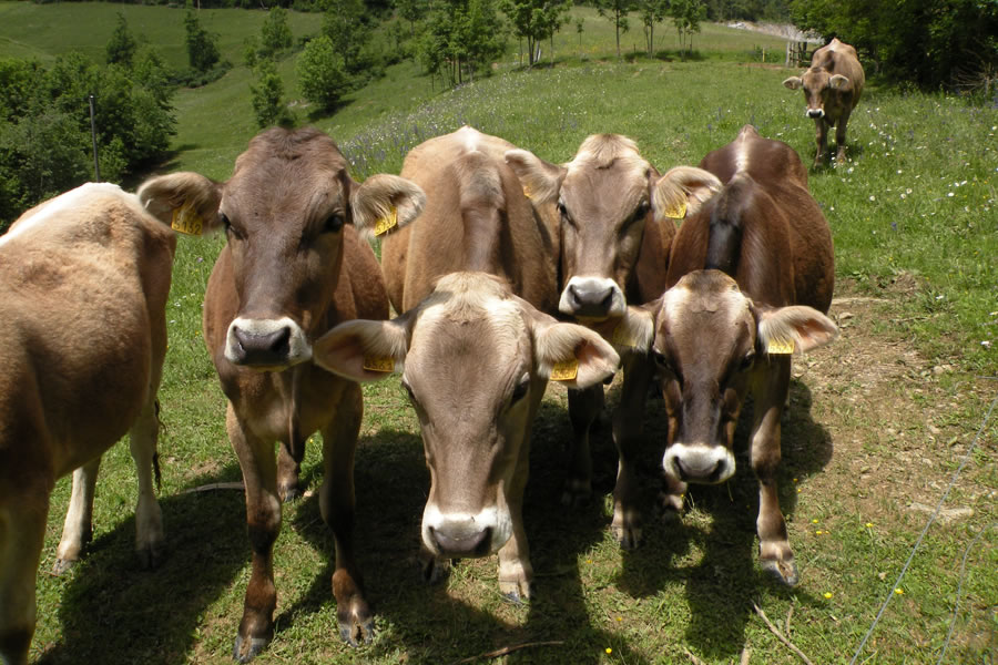 Krave