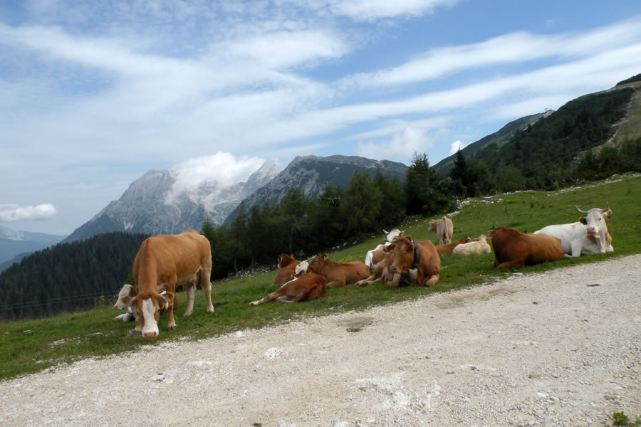 Paša
