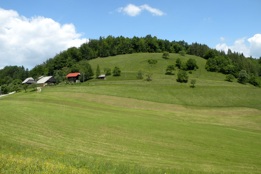 Kanjuce