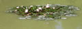 Lokvanji