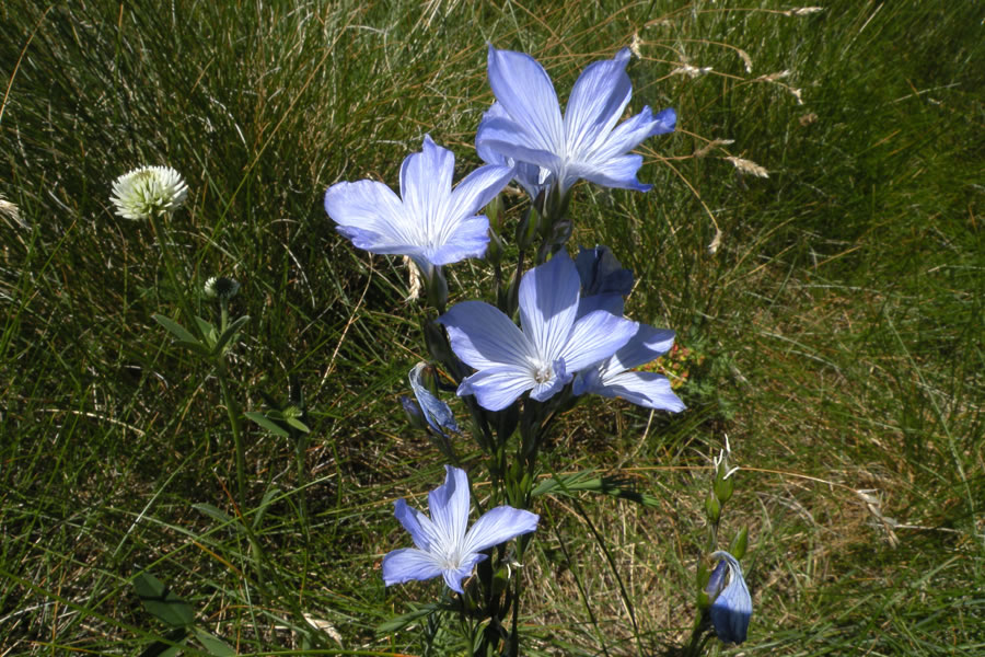 Šopek