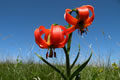 Lilija