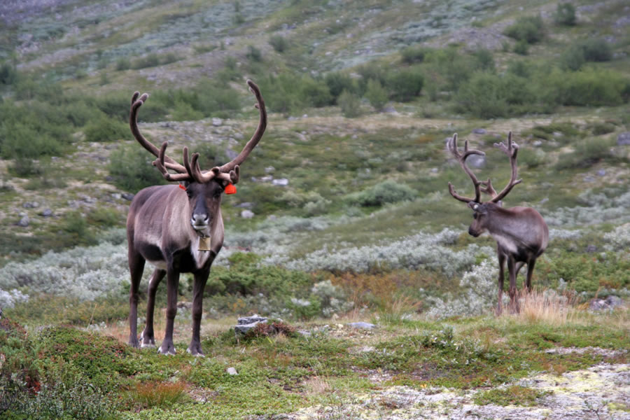 Jelena v dolini Visdalen
