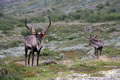 Jelena v dolini Visdalen